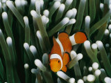 A Close-View Image of a False Clown Anemonefish (Amphiprion Ocellaris) Photographie par Wolcott Henry