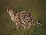 A portrait of a wild African cheetah Lámina fotográfica por Chris Johns