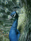 Peacock with its Tail Feathers Spread Photographic Print by Joseph H. Bailey