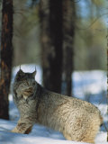 A Canadian Lynx Photographic Print by Paul Nicklen