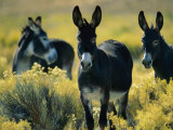Wild Burros in Sagebrush Photographic Print by Joel Sartore