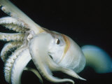 Close View of a Giant or Humboldt Squid at Night Photographic Print by Brian J. Skerry