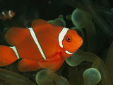 Un poisson clown épineux éclatant (Premnas biaculeatus) Photographie par Wolcott Henry