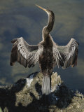 An American Anhinga Dries its Wings on a Rock Overlooking the Water Photographie par Nicole Duplaix