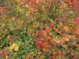 Autumn Leaves Photographic Print by Roy Toft