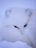 An Arctic Fox Rests in the Snow Photographic Print by Paul Nicklen