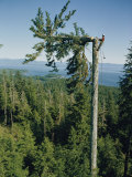 A Lumberman Tops a Sitka Spruce Photographie par W. E. Garrett