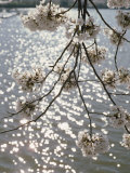 Close View of Cherry Blossoms Photographic Print by Stephen St. John