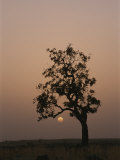 Baobab tree (Adansonia digitata) silhouetted by the African sunset Lámina fotográfica por Bobby Model