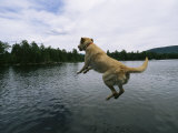 Un Labrador Retriever rubio salta al lago Lámina fotográfica por Heather Perry