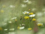Field Filled with Daisies and Dandelions in Bloom Fotografisk tryk af Klaus Nigge Field Filled with Daisies and Dandelions in Bloom Fotografisk tryk af Klaus Nigge