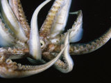 Sucker Covered Tentacles Ringed Around a Giant Squids Mouth Stampa fotografica di Brian J. Skerry