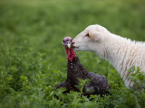 A Katahdin Lamb Gives a Bronze Turkey a Kiss on a Farm in Kansas Photographic Print by Joel Sartore