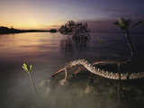 An Eastern Diamondback Rattlesnake Rests on a Mangrove Tree Photographic Print by Chris Johns