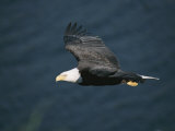 Aigle à tête blanche (Haliaeetus leucocephalus) en plein vol Photographie par Tom Murphy