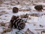 Pine Cones Lay on the Snowy Ground at Historical Steven's Creek Farm Photographic Print by Joel Sartore