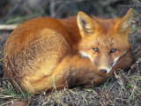Red Fox Photographic Print by Joel Sartore