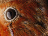 A Culex Mosquito Near the Eye of an Iiwi Bird Lámina fotográfica por Chris Johns