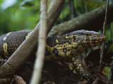 Close View of a Nile Monitor (Varanus Niloticus) Crawling Through the Undergrowth Photographic Print by Michael Nichols