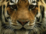 A Close View of the Face of Khuntami, a Male Siberian Tiger, in a Zoo Photographie par Joel Sartore