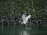 A Great Blue Heron (Ardea Herodias) Stalks Prey in a Mangrove Swamp Photographic Print