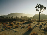 Silhouetted Joshua Trees at Twilight in the Desert Photographic Print by Kate Thompson