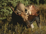 Close View of a Moose Grazing in Denali National Park Photographic Print by Paul Nicklen