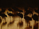 Whooping Cranes Silhouetted as They Wade Through the Water Photographic Print by Joel Sartore