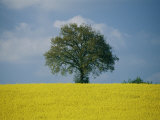 A Scenic View of Bright Yellow Rape Fields with a Single Green Tree at the Top of a Hill Photographic Print by Todd Gipstein