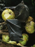 A Native Species, the Musky Fruit Bat Feeds on Figs Photographic Print