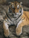 A Siberian Tiger Rests on a Rock in an Outdoor Enclosure Photographic Print by Joel Sartore
