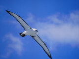 A Shy Albatross in Flight in a Clear Blue Sky, This Species is Considered Vulnerable Photographie par Jason Edwards