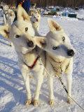Portrait of Two Husky Sled Dogs, Their Heads Cocked with Curiosity 写真プリント - ポール・ポール・ニックレン Portrait of Two Husky Sled Dogs, Their Heads Cocked with Curiosity 写真プリント - ポール・ポール・ニックレン