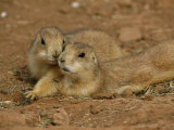 Close View of a Pair of Prairie Dogs Lámina fotográfica por Annie Griffiths Belt Close View of a Pair of Prairie Dogs Lámina fotográfica por Annie Griffiths Belt