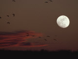 Silhouetted Sandhill Cranes Fly Near an Almost Full Moon Photographic Print by Tom Murphy
