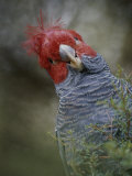 Colorful Portrait of a Gang-Gang Cockatoo Photographie par Jason Edwards