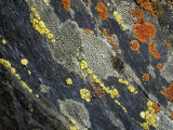 A Close View of Crustose Lichens Growing on Tombstone Slate Photographie par Sylvia Sharnoff