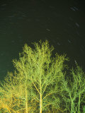 Star Trails Light up the Sky over a Tree Photographic Print by Stephen Alvarez