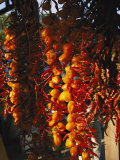 Organically-Grown Peppers are Hung at the Cary Farmers Market Photographic Print by Stephen Alvarez