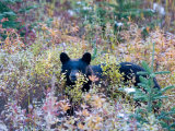 A Black Bear Looks Out of a Field While Hunting for Food Photographic Print by Taylor S. Kennedy