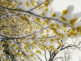 Fluffy Snow Clings to the Yellow Branches of a Flowering Forsythia Bush Photographic Print by Stephen St. John
