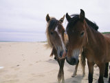 Two Curious Wild Horses on the Beach Photographie par Nick Caloyianis