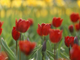 A Bed of Red Tulips in New York City Photographie par Raul Touzon