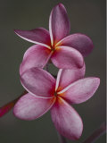 A Close View of a Pair of Frangipani Flowers Photographic Print by Jodi Cobb