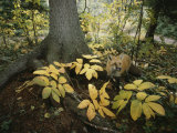 A Red Fox on Isle Royale in Lake Superior, Autumn Woodland Photographic Print by Annie Griffiths Belt