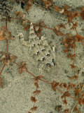 San Diego Horned Lizard (Phrynosoma Coronatum Blainvillei) Photographic Print by Joel Sartore