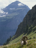 A Bighorn Sheep Ram, Ovis Canadensis, Rests in an Alpine Meadow Photographic Print by Tom Murphy