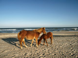Two Chincoteague Ponies Stand Close Together on the Beach Photographie par James P. Blair