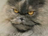 Close View of a Grey Himalayan Cat Photographic Print by Brian Gordon Green