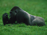 Western Lowland Gorilla Nibbling on Vegetation Photographic Print by Michael Nichols